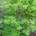 Caragana microphylla P1C
